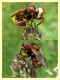 Conopidae probabile Sicus sp. - Insugherata - 7.6.2013 (1).jpg