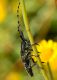 DSC_7623.jpg