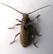 Trichoferus da Ulmus 2.jpg