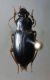 DSCF0910.JPG