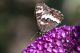Limenitis1.jpg