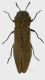 Agrilus cytisi_f1_Runc2_Forum.jpg