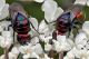 Chrysididae - Anzio - 3.6.2013.jpg