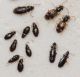 Carabidae7.JPG