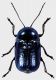 Cryptocephalus-duplicatus.jpg
