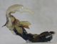Cryptocephalus-duplicatus-lateral.jpg