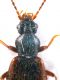Comb0827_13crc8.jpg