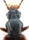 Comb0829_12crc.jpg
