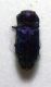 Anthaxia sp. 2.jpg
