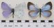 800px-CelastrinaArgiolusArgiolusMFUpUnAC1.jpg
