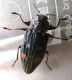 Chrysobothris chrysostigma.jpg