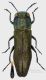 Agrilus litura_m_Sacalaia_Forum.jpg