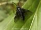 Argidae.jpg