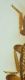 (Staphylinide) sp. 1 - partic.JPG