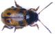 Gonioctena piccolo bis.jpg