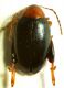 halticinae_4_florenz_130601.jpg