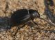 Pimelia9907.jpg
