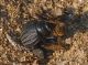 Pimelia9950.jpg