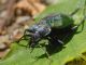 CalosomaSycophanta0122.jpg