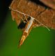 20100720BENEDICTA.JPG