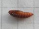 Notocelia_uddmanniana_crisalide.jpg