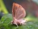 Notocelia_uddmanniana_adulto (5).jpg