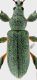 Phyllobius.jpg