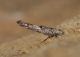 DSC_0402_18-vii-13.JPG