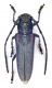Comb0852_35crc.jpg