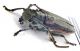 Comb0854_67crz.jpg