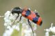 Trichodes apiarius57_cr.jpg