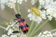 Trichodes apiarius59.jpg