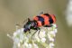 Trichodes apiarius63.jpg
