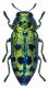 L. festiva .1 .web..jpg