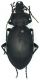 Carabus_Turchia.jpg