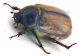 Comb0859_39zcr.jpg