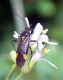 Capsodes sp. (28-7-13 Trigoniero).jpg