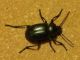 tenebrionidae in veranda.JPG