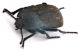 Comb0866_55zcr.jpg