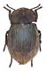 Comb0863_55zrc.jpg