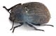 Comb0864_55zcr.jpg