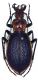 Chetocarabus_Olympo_1-VII-1984.jpg