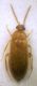 Scraptiidae Scraptia sp.JPG