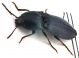 Comb0868_66crc.jpg