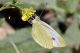 pieris47_cr.jpg