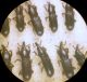 Mesites (Mesites) cunipes Boheman 1838 (cfr.) - Curculionidae.JPG