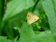 Rivula sericealis io Noctuidae IMG_51986.jpg