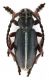 Comb0869_42crc.jpg
