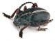 Comb0870_66crc.jpg