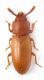 Palorus subdepressus.jpg